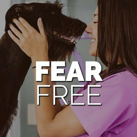 Fear free